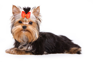 Puppy York lies and looks into the camera (isolated on white)