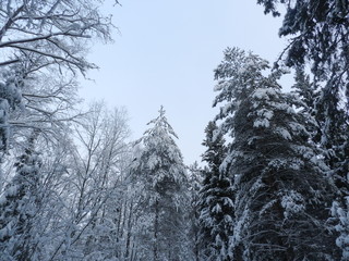 Верхушки деревьев со снежными шапками в зимний пасмурный вечер