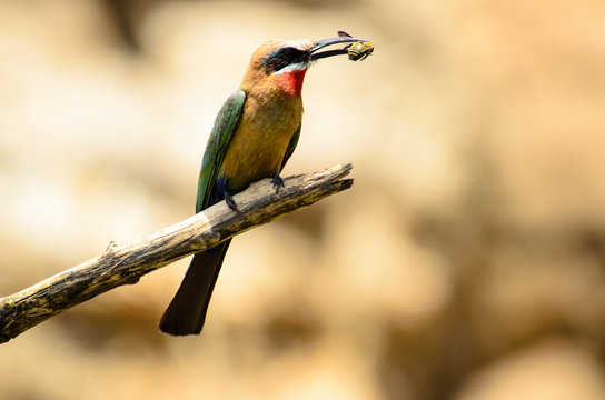 White Fronted Bee Eater With Bee