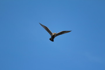 Die Möwe im Flug