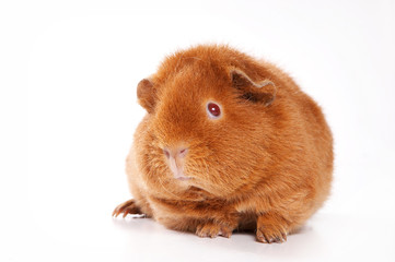 Red guinea pig (isolated on white)