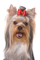 Portrait of Yorkshire Terrier dog (isolated on white)