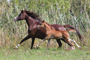 Mare and foal running on pasture