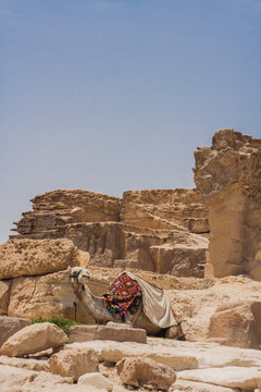 Camel and Giza Pyramids