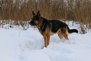 Собака овчарка в зимний день