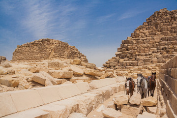Camel and Giza Pyramids