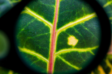 leaf under a magnifying glass