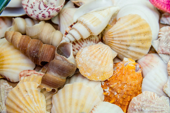 Plate full of seashells isolated on a white background