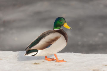 portrait of a duck