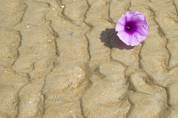 texture and background sea sand with drawing and with a flower