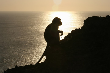Silhouette of a monkey sitting on a rock