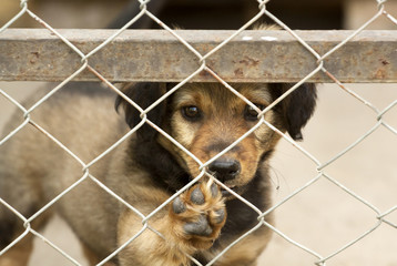 Cute dog puppy giving his paw