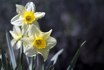 Naklejka na ściany i meble Daffodil flowers in Spring