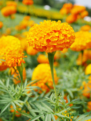 beautiful yellow marigold in dept of ffield