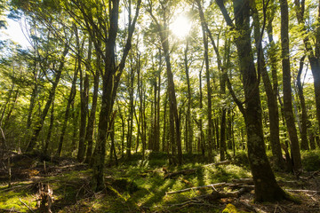 Obraz premium beautiful forest