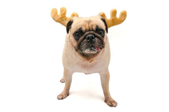 Isolate close-up face of puppy pug dog wearing Reindeer antlers for christmas and new year party
