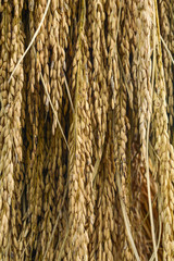 Paddy rice background