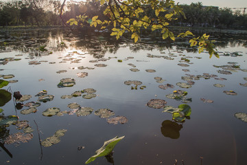 Obraz na płótnie Canvas Lotus leaf in the pond 
