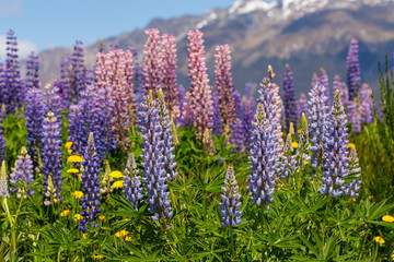 Lupin field along the river