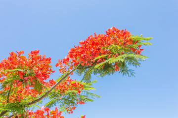 bouquet de flamboyant sur fond de ciel bleu 