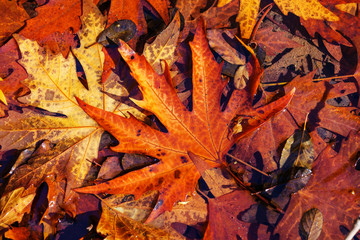 Autumn leaves