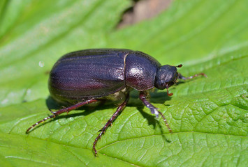Beetle chafer 5