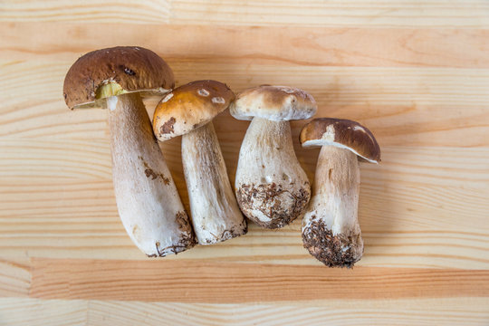 Boletus edius (White mushrooms) layed on a wooden board table.