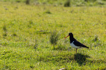 oystercatcher