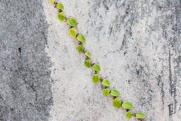 coatbuttons on the wall