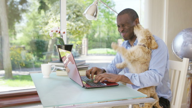  Man working on laptop computer at home with playful puppy licking his face. 