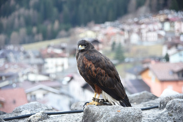 aquila aquile falco falconiere falconeria becco