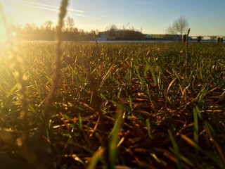 grass at morning