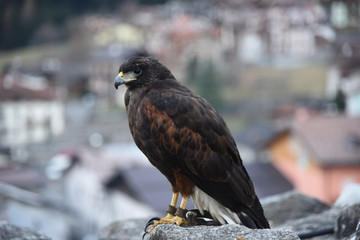 aquila aquile falco falconiere falconeria becco