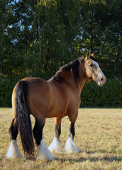 Gypsy Vanner Horse stallion in stud farm