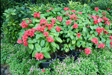 flower beds in the park