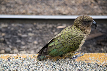 Kea New Zealand Bird ar train station