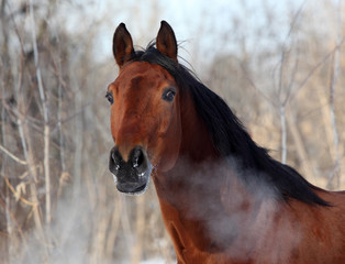 Hot breath of horse in winter day