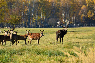 Lane and deer grazing near the forest
