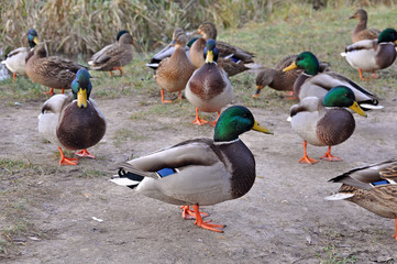 feeding ducks