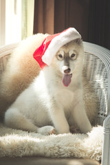 Cute siberian husky with red santa hat