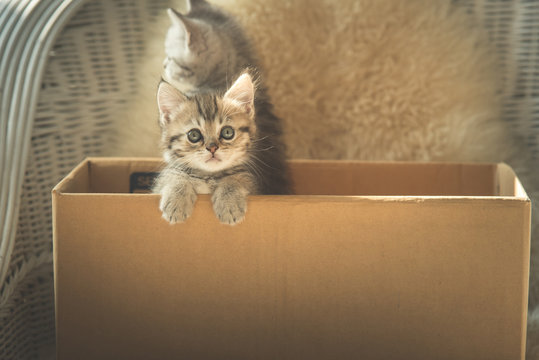Cute tabby kittens  in a box