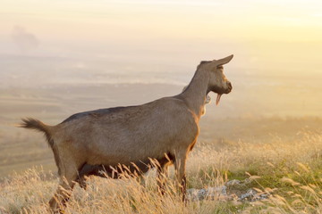 Goat standing in the field facing the sunset