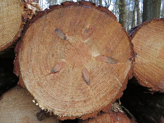 Crazy five star sawn tree trunk