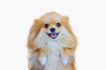 Obraz premium pomeranian dog,close up portrait pomeranian dog small isolation on white background, small dog of a breed with long silky hair, a pointed muzzle, and pricked ears.