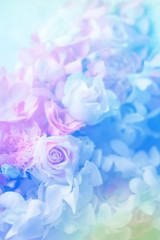 Fototapeta premium Beautiful pink and white roses