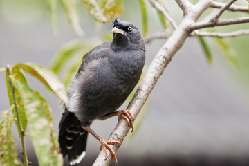 Beautiful black bird perched on a branch in a Chinese courtyard