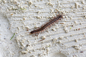 Scolopendra is a genus of centipedes