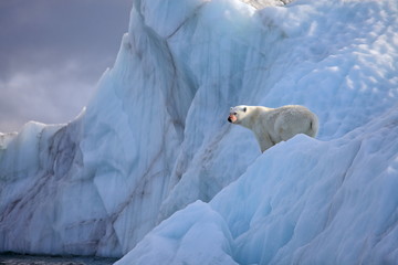 Polar bear in natural environment
