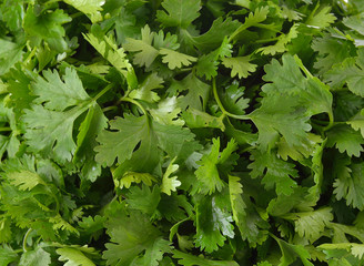 coriander on white background