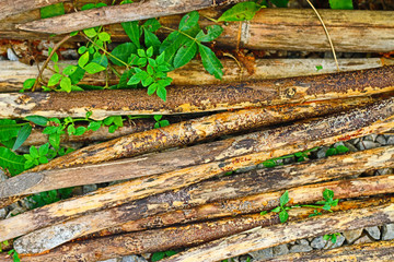 plant and timber background